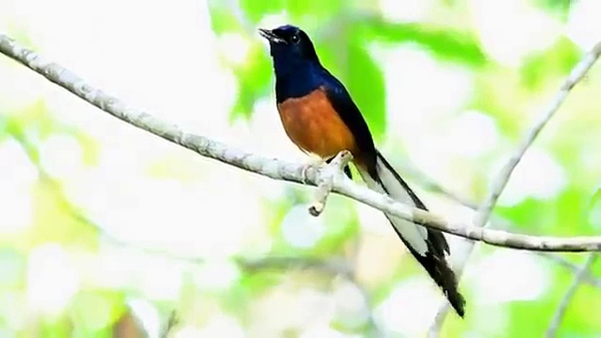Kicauan Burung Murai Batu Di Alam Liar Video Dailymotion