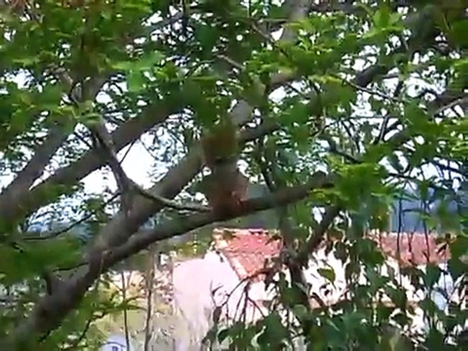 Squirrel Barking at Cat