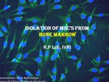 Collection, Isolation and In vitro culture of Rabbit bone marrow derived mesenchymal stem cells.