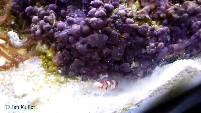 Krebs Alpheus randalli und Grundel Stonogobiops yasha