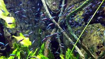 NEON TETRAS Music Video at the New York Aquarium by Jesse Waugh