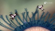 ギンカクラゲを食べるアオミノウミウシ - Blue sea slug eating blue button Jelly