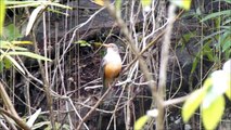 O show do Sabiá laranjeira (Turdus rufiventris)