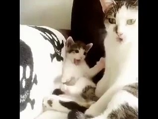 Kedi annesini taklit ediyor