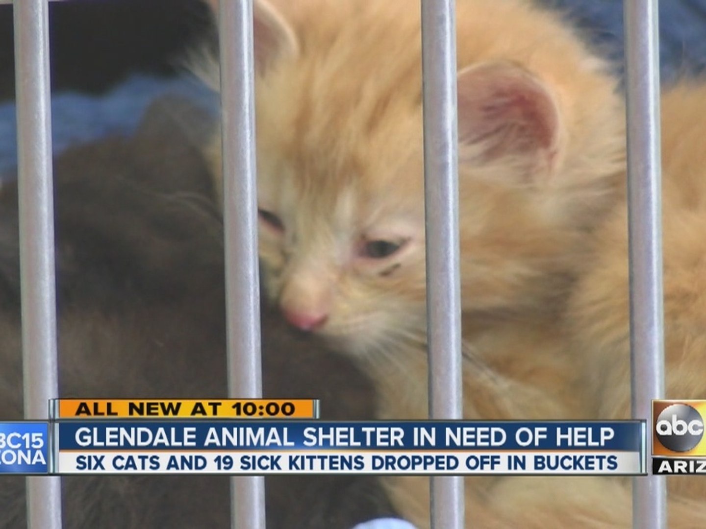 ⁣Glendale animal shelter looks for financial help