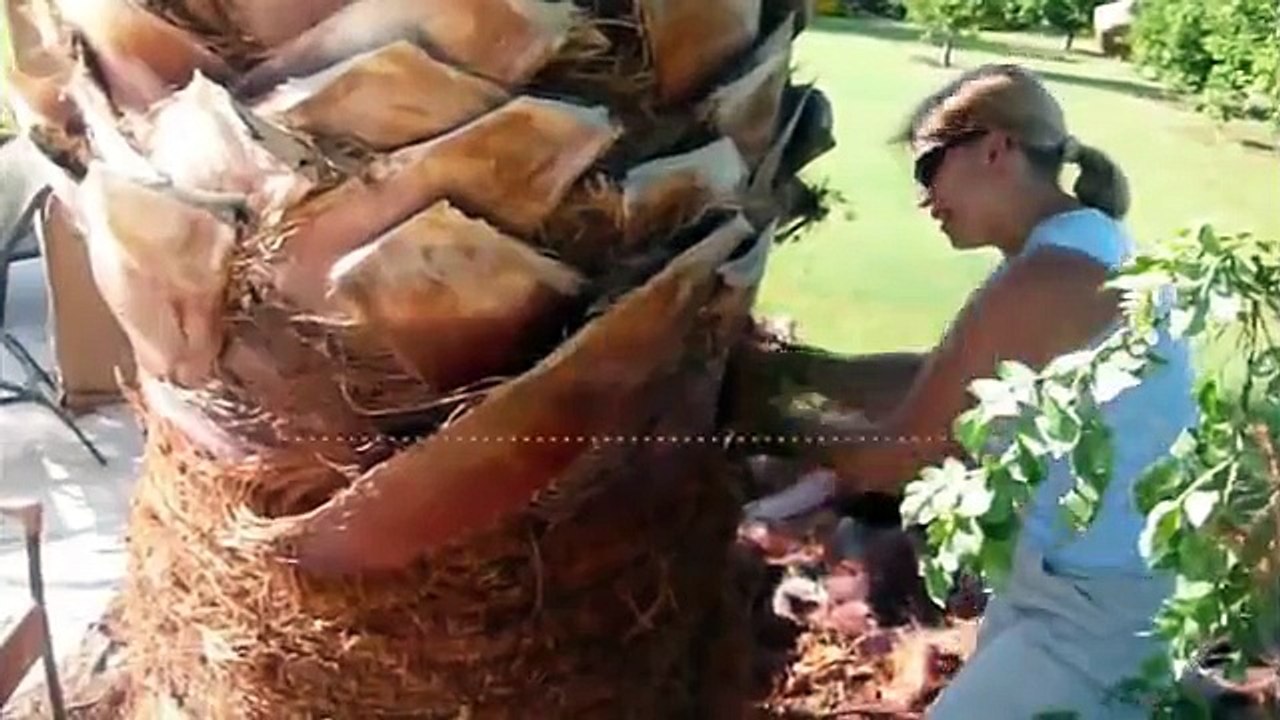 How to remove a palm skirt