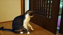 ドアで遊ぶ猫と集合する柴犬たち Shiba Inu & Cat that plays in door