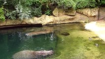 Flusspferde im Zoo Hannover -  Hippopotamidae Hippopotamus  amphibius