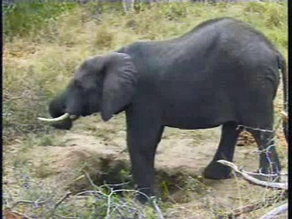 Elephants Drinking Hole Pt.1