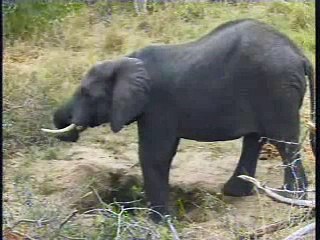 Elephants Drinking Hole Pt.1