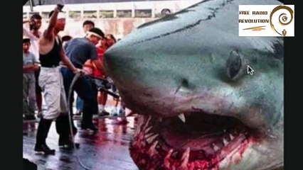 Megalodon Sighting Confirmed - STILL ALIVE!! Enormous Monster Shark will EAT ANYTHING!