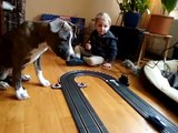 Pitbull - Carrera Go mit Hund lustig