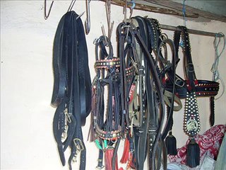 Caii lui Corbu din Tufesti !!!