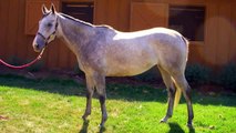 SOLD*Hunter/Jumper/Eventer Prospect- - Fancy 6 yr old