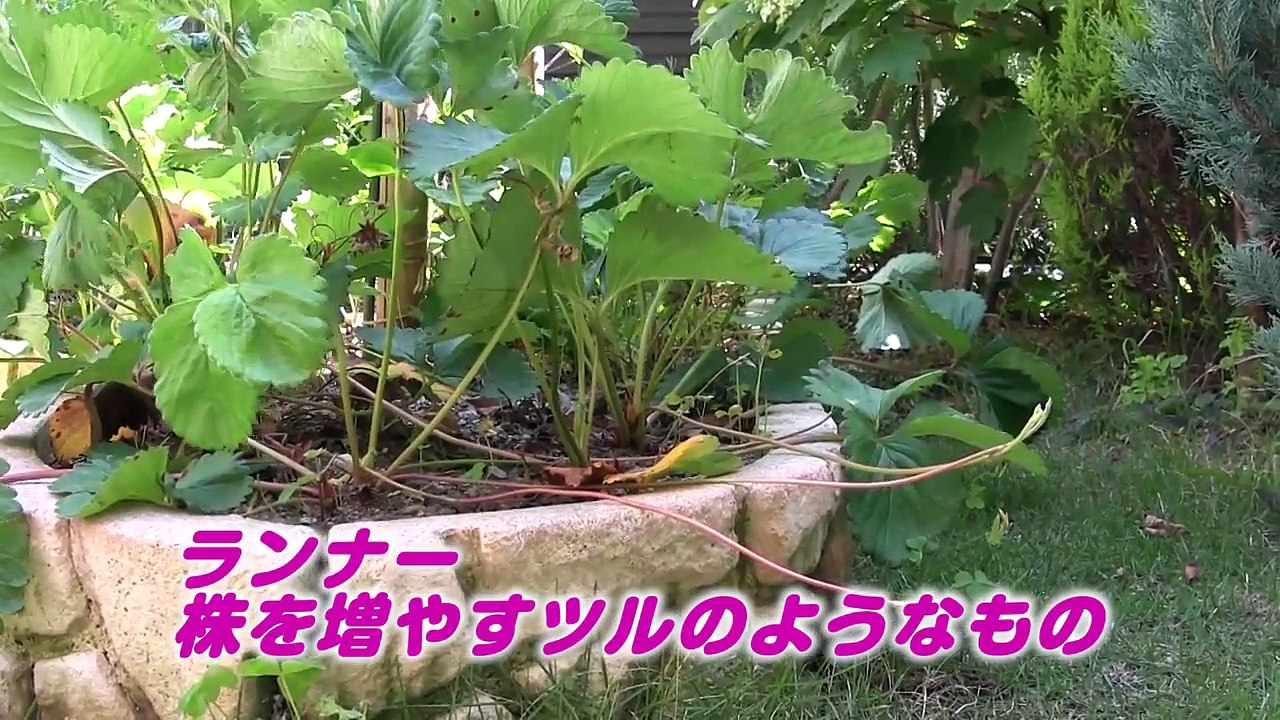 【家庭菜園】イチゴの育て方 苗作り 5月-7月 [Home gardening]
