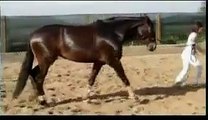 Égua Lusitana para venda ferro Passanha 6 anos dressage equitação portuguesa