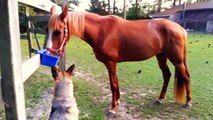 Bella the German Shepherd Steals Carrots out of Horse Feed Tub