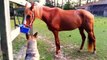 Bella the German Shepherd Steals Carrots out of Horse Feed Tub