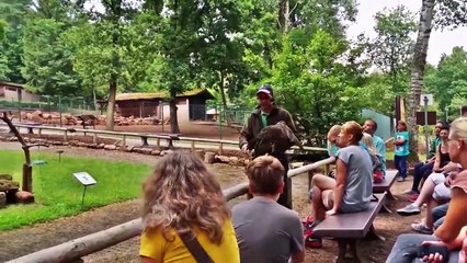 Falknerei im Zoo von Kaiserslautern http://www.falknerei-zoo-kl.de/ Shot with Galaxy S5