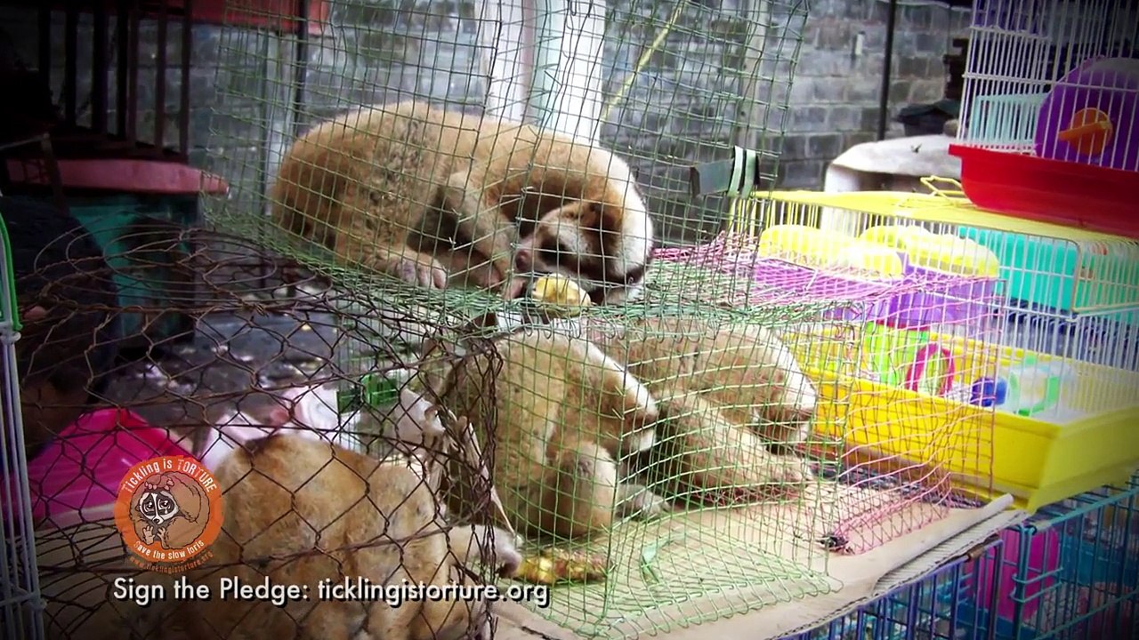 The truth behind the slow loris pet trade