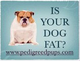 Is Your Dog Fat? - Is My Dog Fat? - Is Your Dog Overweight?