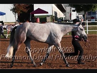 My quarter horses fred and sweetie