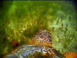 The Traveling Turtle - Loggerhead Sea Turtle Critter Cam