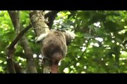 Crónicas de la Vida Silvestre - Especies Amenazadas - Titi cabeciblanco