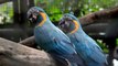 Singapore Jurong Bird Park - Parrot Paradise Exhibit