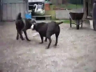 cane corso gemma vs argo