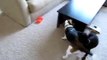 Vicious Doberman puppy  attacks Beagle