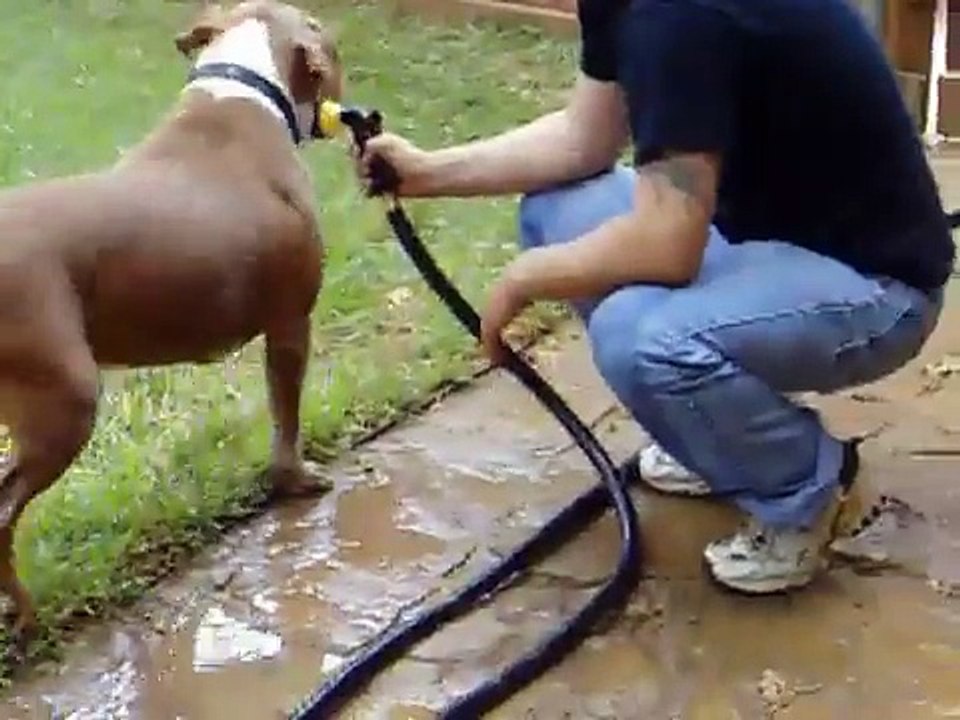 Brut Tackles Chanel Pitbull Fight
