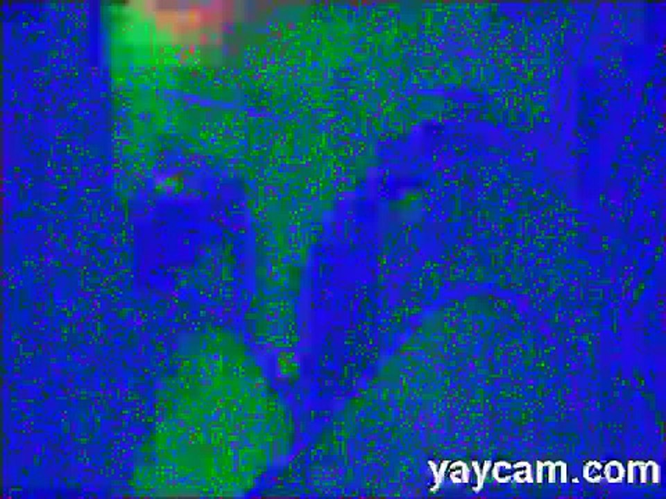 Funny Camera effects with YayCam for Android - Helium Video Booth