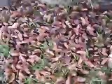 Cicadas at base of tree