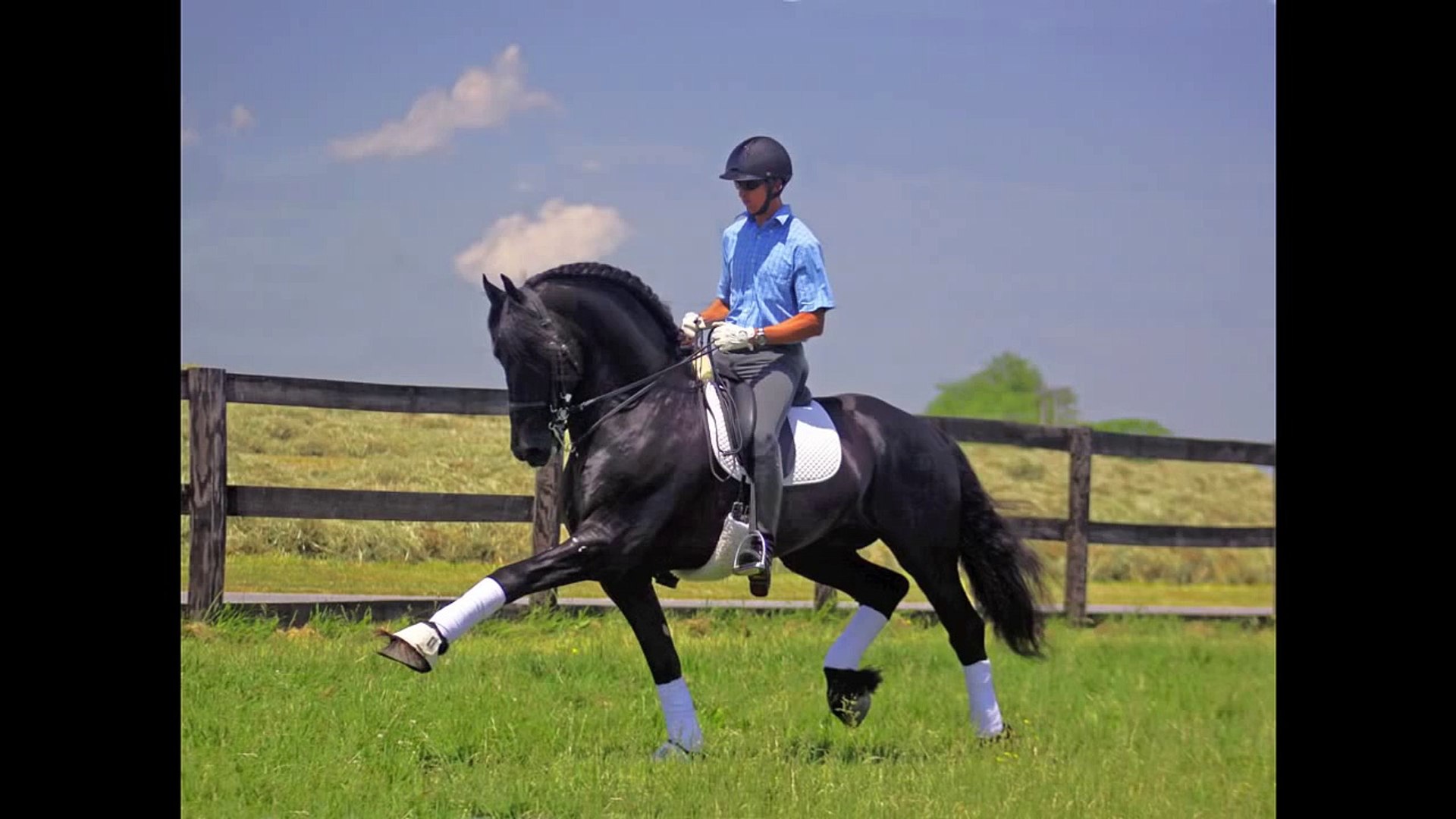 ⁣Maurus Sport - Friesian Stallion - For Sale