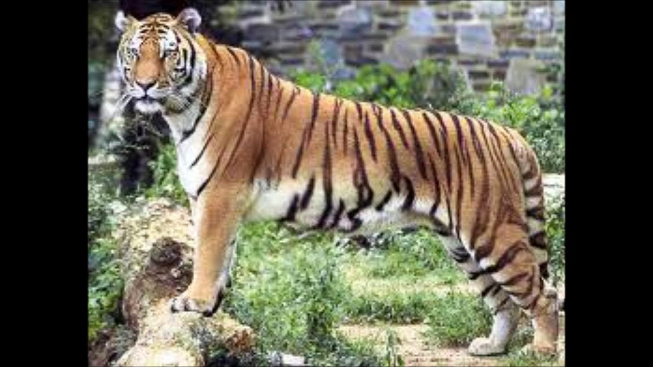 Tiger Tribute - save this beautiful animal ~ ban the tiger trade
