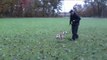 Olde English Bulldogge Zorra - Dog Training Graduate