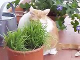 Cat eating grass - il mio gatto che mangia l'erba gatta
