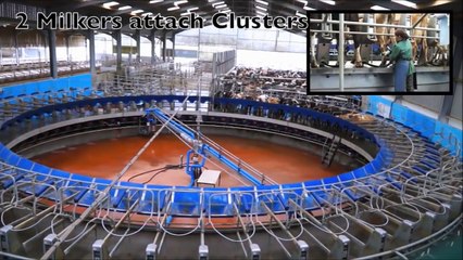 vacas na ordenha denominada carrossel