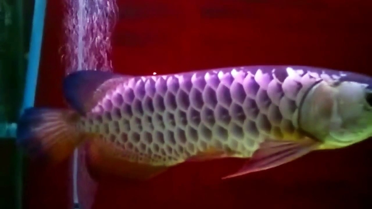 arowana-ปลามังกร