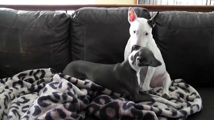 Mini Bull Terrier Showing Some Love.