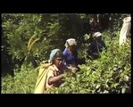 Tamil Women in Sri Lanka Pick Tea for Bad Pay & Conditions