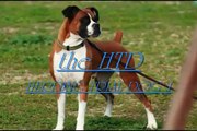 PIP THE BOXER DOG GETS HER HERDING  HTD 1 TITLE!!!!!.wmv