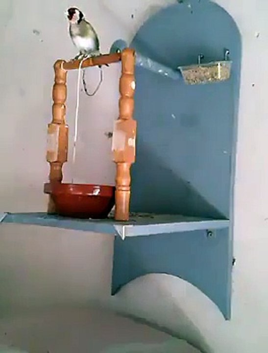 کون ہے جس نے اس پرندے کو پانی کے حصو ل کے لیے اتنا شعور دیا؟