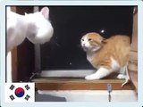 Gatos coreanos chistosos