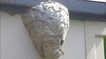 ホースの放水でスズメバチの巣を破壊する映像