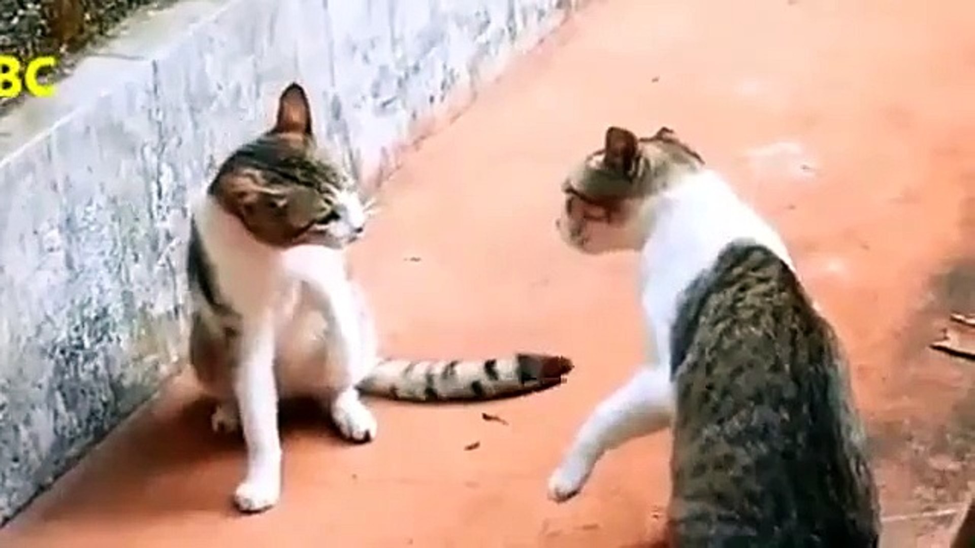 Funny cat boxing videos deals
