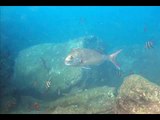 Jervis Bay Snapper