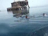 السباحه مع القرش الحوتي