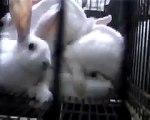 VIER PFOTEN - Kaninchenhaltung europaweit katastrophal